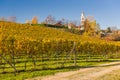 Autumnal Vineyard Royalty Free Stock Photo