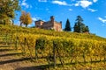 Autumnal vineyards on the downhill in Piedmont, Northern Italy Royalty Free Stock Photo