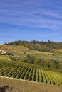 autumnal vineyards, Piedmont, Italy Royalty Free Stock Photo