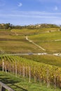 autumnal vineyards, Piedmont, Italy Royalty Free Stock Photo