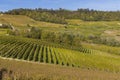 autumnal vineyards, Piedmont, Italy Royalty Free Stock Photo