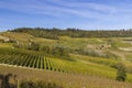 autumnal vineyards, Piedmont, Italy Royalty Free Stock Photo