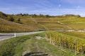 autumnal vineyards, Piedmont, Italy Royalty Free Stock Photo