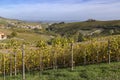 autumnal vineyards, Piedmont, Italy Royalty Free Stock Photo