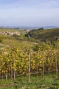 autumnal vineyards, Piedmont, Italy Royalty Free Stock Photo