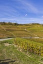 autumnal vineyards, Piedmont, Italy Royalty Free Stock Photo