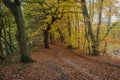An autumnal walk around Delamere Forrest in Cheshire