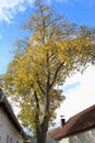 Autumnal Walnut Tree, Czechia Royalty Free Stock Photo