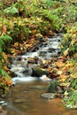 Autumnal woodland scene