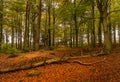 An autumnal woodland scene