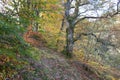 Autumnal woodland, tree foliage turning yellow, gold and brown in autumn