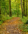 Autumnal woodland walk