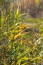 Autumnal yellow common reed closeup view with selective focus on foreground Royalty Free Stock Photo