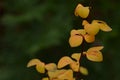 Autumnal yellow leaves in nature with natural dark green unsharp background Royalty Free Stock Photo