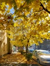 Autumn Yellow Leaves On The Street