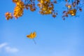 autumnal yellow maple leaf falling down on blue sky background Royalty Free Stock Photo