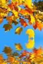 Autumnal yellow maple leaves blue sky background and water reflections