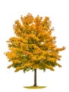 Autumnal yellow maple tree isolated white background Royalty Free Stock Photo