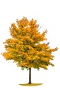 Autumnal yellow maple tree isolated on white background Royalty Free Stock Photo
