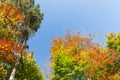 Autumnally colorful treetops with sky Royalty Free Stock Photo