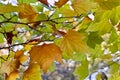 Leaves of a plane tree in autumn Royalty Free Stock Photo