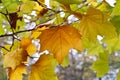 Leaves of a plane tree in autumn Royalty Free Stock Photo
