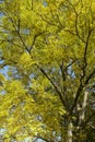 Autumnally tree tops Royalty Free Stock Photo