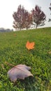 Autumnn trees with red and brown leaves