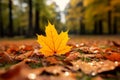 Autumns embrace closeup yellow maple leaf in a vibrant landscape