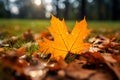 Autumns embrace closeup yellow maple leaf in a vibrant landscape