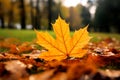 Autumns embrace closeup yellow maple leaf in a vibrant landscape