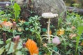 Autumns forest. Mushroom among herbs. A large rock in the background. Horizontal. The mushroom season