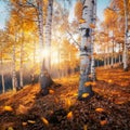 Autumns golden light caresses birch forest in serene afternoon