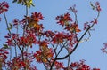 Autumntree