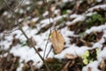 Autums leaves of birch. Still firm on the branch. Dry leaves. Royalty Free Stock Photo