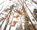 Autums leaves of birch. Still firm on the branch. Dry leaves. Royalty Free Stock Photo