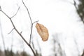 Autums leaves of birch. Still firm on the branch. Dry leaves. Royalty Free Stock Photo