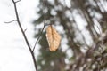 Autums leaves of birch. Still firm on the branch. Dry leaves. Royalty Free Stock Photo