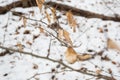 Autums leaves of birch. Still firm on the branch. Dry leaves. Royalty Free Stock Photo