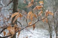 Autums leaves of birch. Still firm on the branch. Dry leaves. Royalty Free Stock Photo