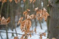 Autums leaves of birch. Still firm on the branch. Dry leaves. Royalty Free Stock Photo