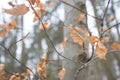 Autums leaves of birch. Still firm on the branch. Dry leaves. Royalty Free Stock Photo