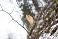 Autums leaves of birch. Still firm on the branch. Dry leaves. Royalty Free Stock Photo