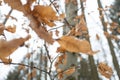 Autums leaves of birch. Still firm on the branch. Dry leaves. Royalty Free Stock Photo