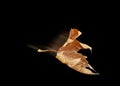 Autun leaf flying wind isolated Royalty Free Stock Photo