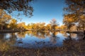 Autumn tree yellow leaves with blue sky Royalty Free Stock Photo