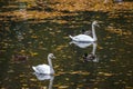 Autunm landscape with floating swans Royalty Free Stock Photo