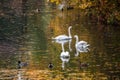 Autunm landscape with floating swans