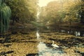 Autunm landscape with floating swans Royalty Free Stock Photo