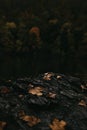 Autunm moments ,fallen leaves on the rocks Royalty Free Stock Photo